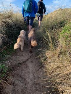 Dogs in the dunes!